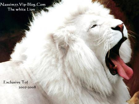 ������ ��� ���� ����� ����